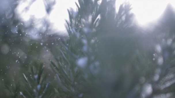 Mooie witte sneeuwvlokken zachtjes naar beneden vallen op de Fir Bomen tegen Skies — Stockvideo