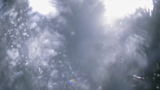 Magical Shot of Snow Falling Down from Fir Tree em câmera lenta — Vídeo de Stock