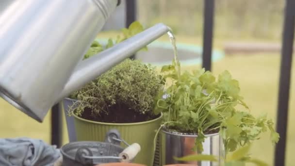 Jardineiro que usa a lata de rega para regar ervas — Vídeo de Stock