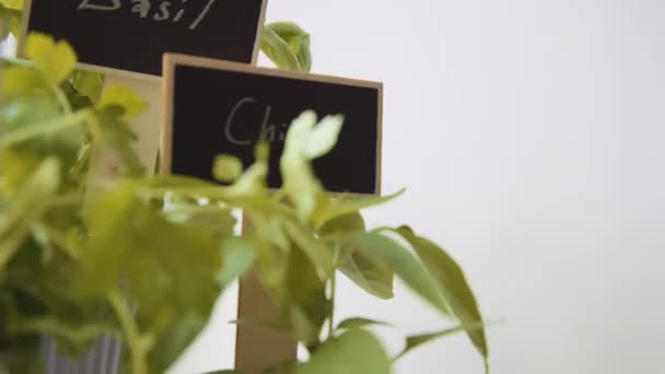 Nádoby s čerstvými bylinkami s identifikačními znaky — Stock video