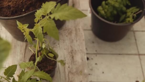 ポットから植物へハーブを取る女性 — ストック動画