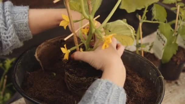 Kvinna repotting växt potten i marken — Stockvideo