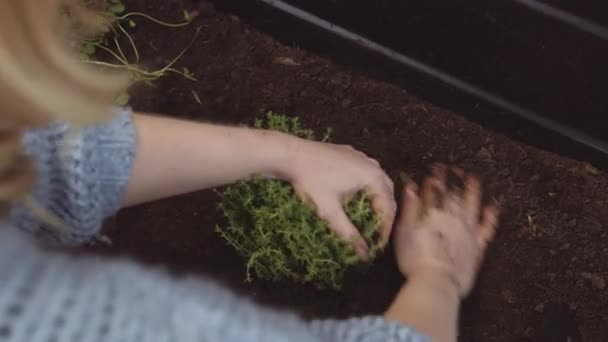 Vrouw planten van kruiden in kas — Stockvideo