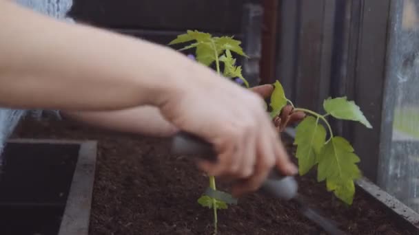 Žena pomocí ruční hrábě uspořádat půdu — Stock video
