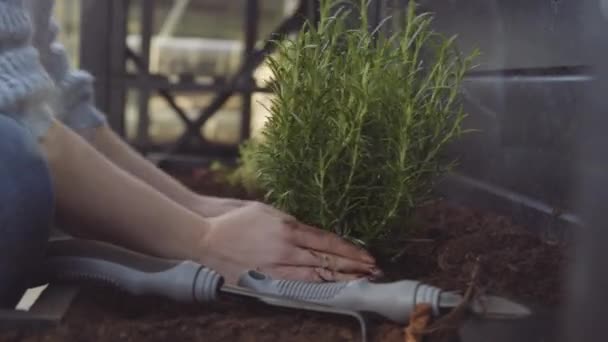 Vrouw planten van kruiden in de bodem — Stockvideo