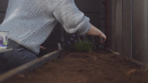 Kvinna som använder murslev för att gräva i jord — Stockvideo