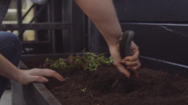 Donna scavare attraverso terreno con spatola — Video Stock