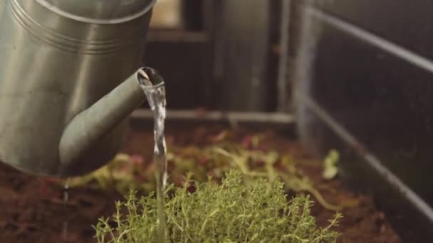 Kvinna vattning örter i växthus — Stockvideo