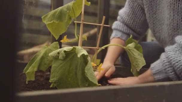 Râteau à main jardinier pour organiser le sol autour du plan de tomate — Video