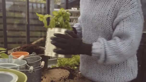 温室で植物の鉢を準備する女性 — ストック動画