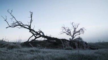 Donmuş Toprakta Ölü Ağaç