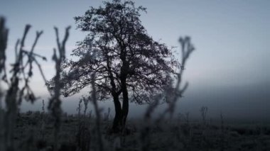 Şafakta Kışın Arazide Buz Kaplanmış Ağaç