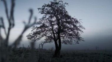 Şafakta Kışın Arazide Buz Kaplanmış Ağaç