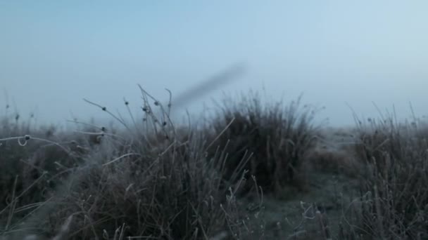 Met vorst bedekte planten in winterweide — Stockvideo