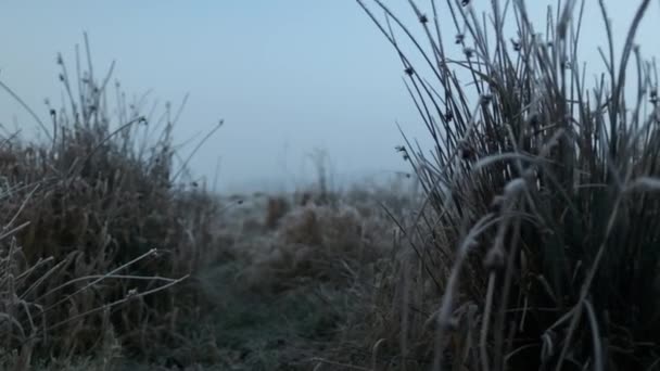 Frosttäckta växter på vintern äng — Stockvideo