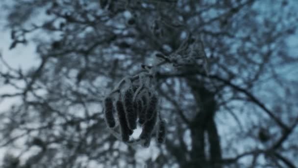 Frost Covered Zaden Hangend aan de Winterboom — Stockvideo
