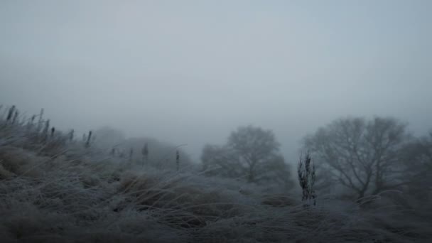 Трава і дерева в туманному зимовому пейзажі на світанку — стокове відео