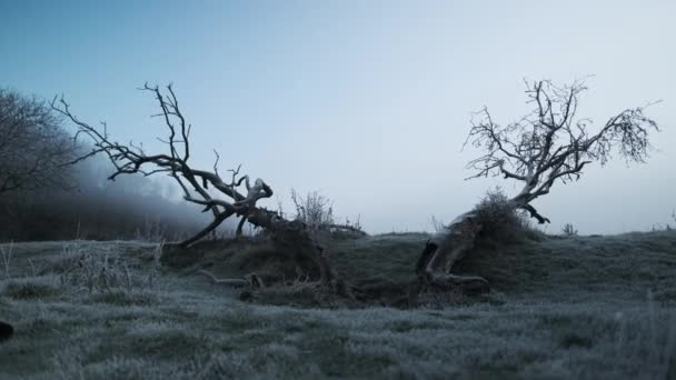 Umgestürzte Bäume auf frostbedecktem Winterboden — Stockvideo