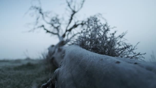 Frosted Bark Of Fallen Tree In de winter — Stockvideo