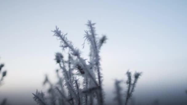 Frost fedett növények téli területen hajnalban — Stock videók