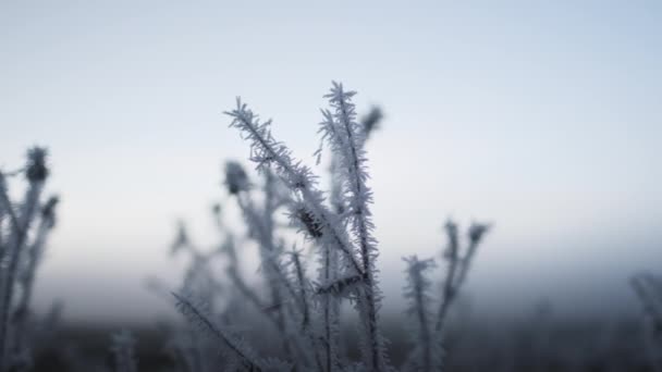 Frost Covered Planten In Winter Field bij zonsopgang — Stockvideo