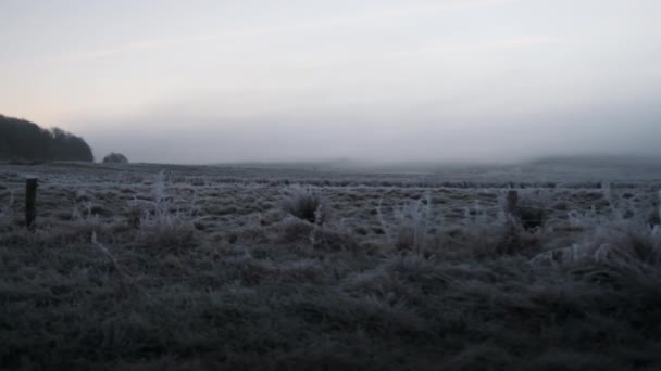 Vorst bedekt veld op winterochtend — Stockvideo