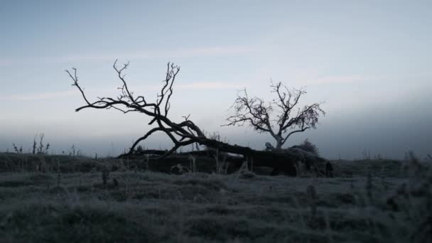 Leesett fa a fagy borította területen hajnalban — Stock videók