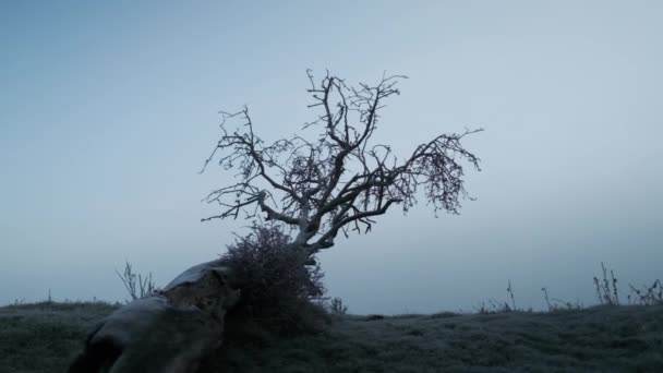 Árbol caído en el campo cubierto de heladas al amanecer — Vídeo de stock