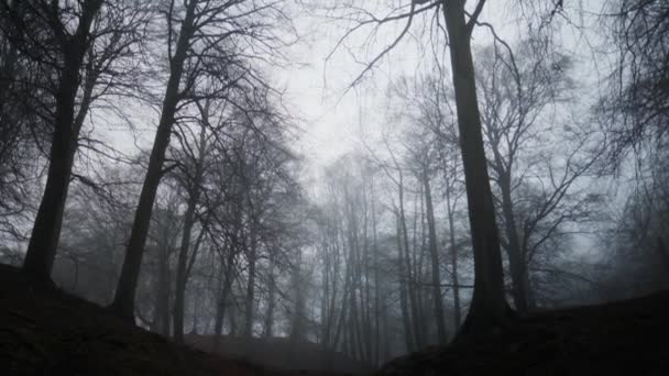Misty bomen in het bos bij dageraad — Stockvideo