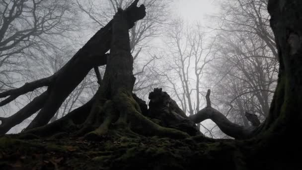 Strom polámaný napůl v mlhavém ranním lese — Stock video