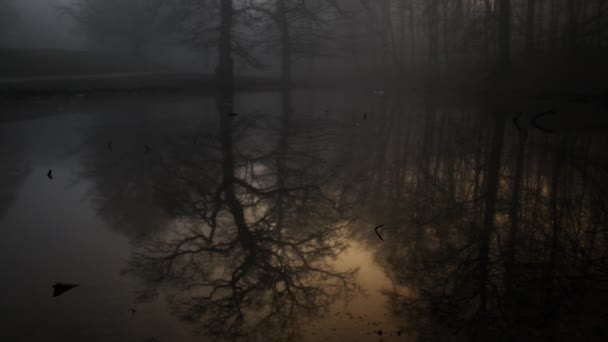 Misty River y árboles en el bosque atmosférico al amanecer — Vídeos de Stock