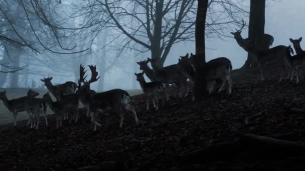 黎明时分迷雾森林中的鹿群 — 图库视频影像