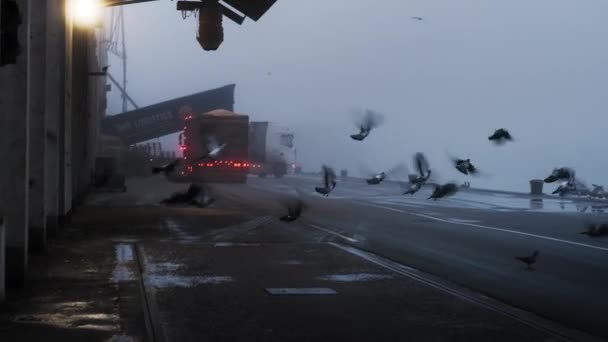 Περιστέρια που πετούν από το λιμάνι της πόλης σε ομιχλώδη πρωί — Αρχείο Βίντεο