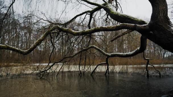 Ramos de árvores pendurados sobre o lago congelado na floresta — Vídeo de Stock