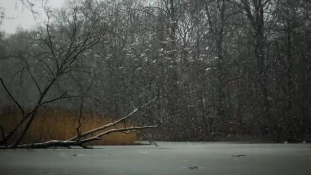 Γλάροι που πετούν πάνω από κατεψυγμένα λίμνη στο χιόνι που πέφτει στο δάσος — Αρχείο Βίντεο