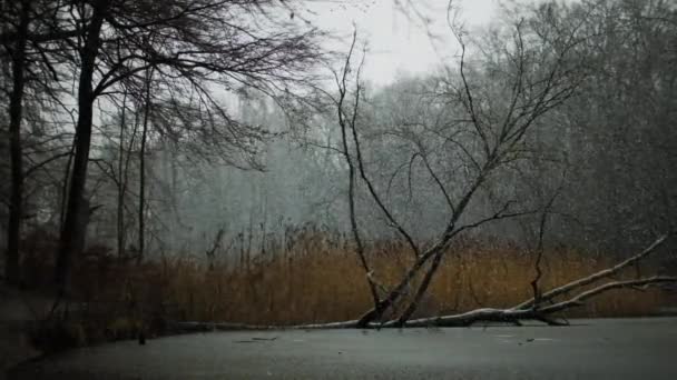 Snow Falling Over Frozen Lake In Winter Forest — Vídeos de Stock