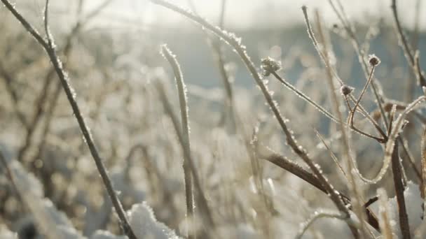 Καλυμμένα με χιόνι και πάγο φυτά υπό το φως του ήλιου — Αρχείο Βίντεο