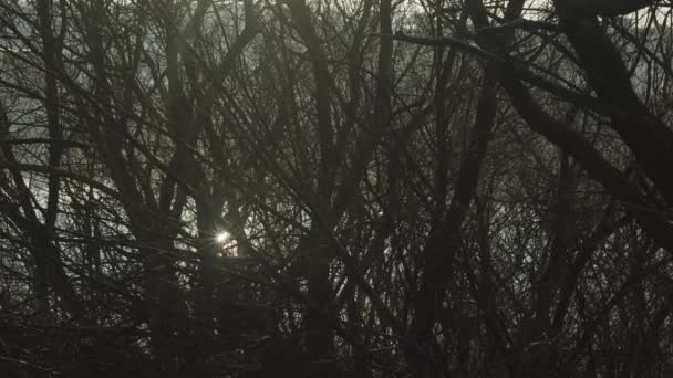 Sol reflejado en el río a través de ramas de árboles — Vídeo de stock