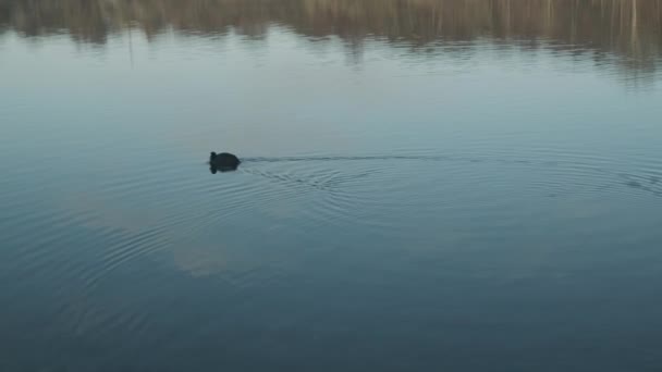 Coot Swimming On Cold Winter River — Stok Video