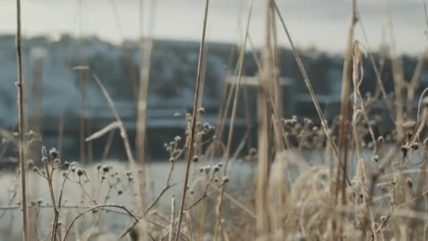 Reeds In Cold Winter Landscape — Stockvideo