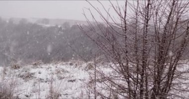 Kışın Bitkilere Kar Düşüyor