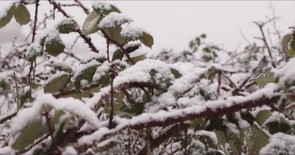 Snö täckt Thorn Bush På vintern — Stockvideo