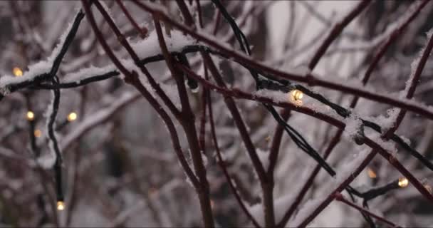Tündérfény a hótakarós faágakban — Stock videók