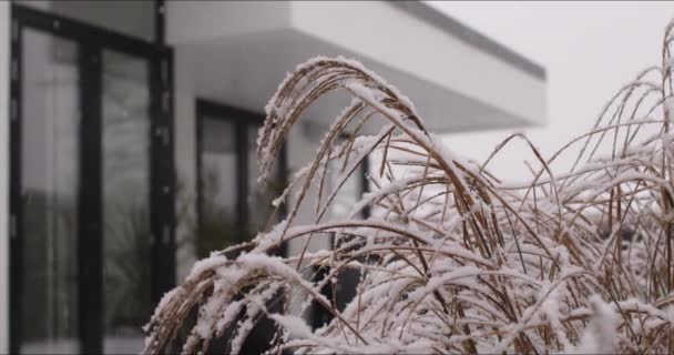 Nieve cayendo y cubriendo la planta — Vídeo de stock