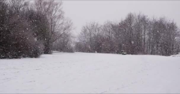Nieve cayendo en parque cubriendo hierba y árboles — Vídeo de stock