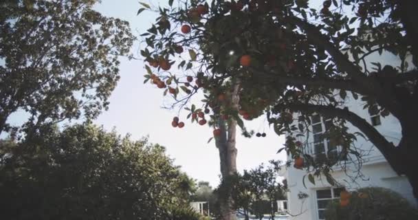 Σταθερή λήψη πορτοκαλιάς με φρούτα στην πίσω αυλή — Αρχείο Βίντεο