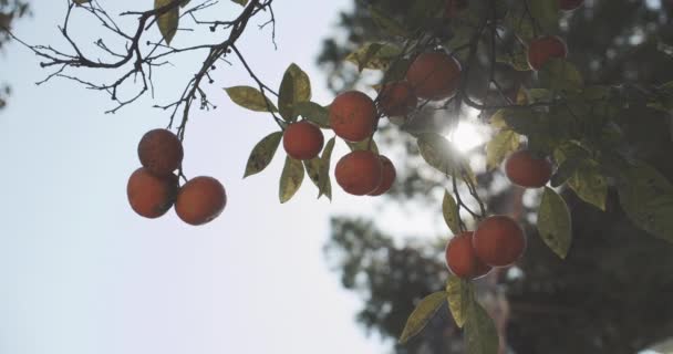 Зрізати апельсини, що звисають на дереві з саду на подвір'ї — стокове відео