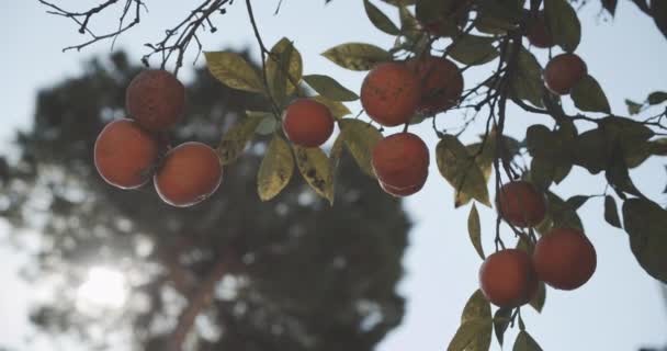 Κοντινό πλάνο των ώριμων πορτοκαλιών που κρέμονται από το δέντρο ενάντια στις όμορφες μπλε ουρανοξύστες — Αρχείο Βίντεο