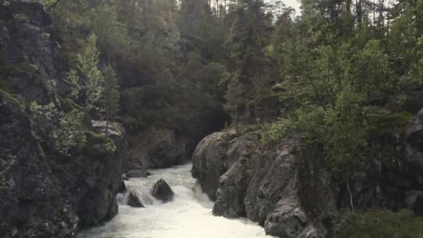 Дрони, що піднімаються над річкою і лісом — стокове відео