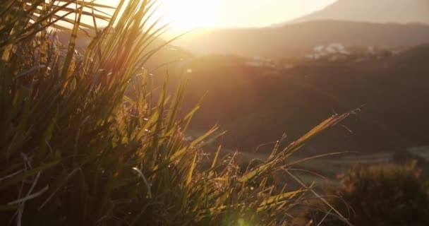 Plant Leaves And Landscape At Sunset — Stock Video